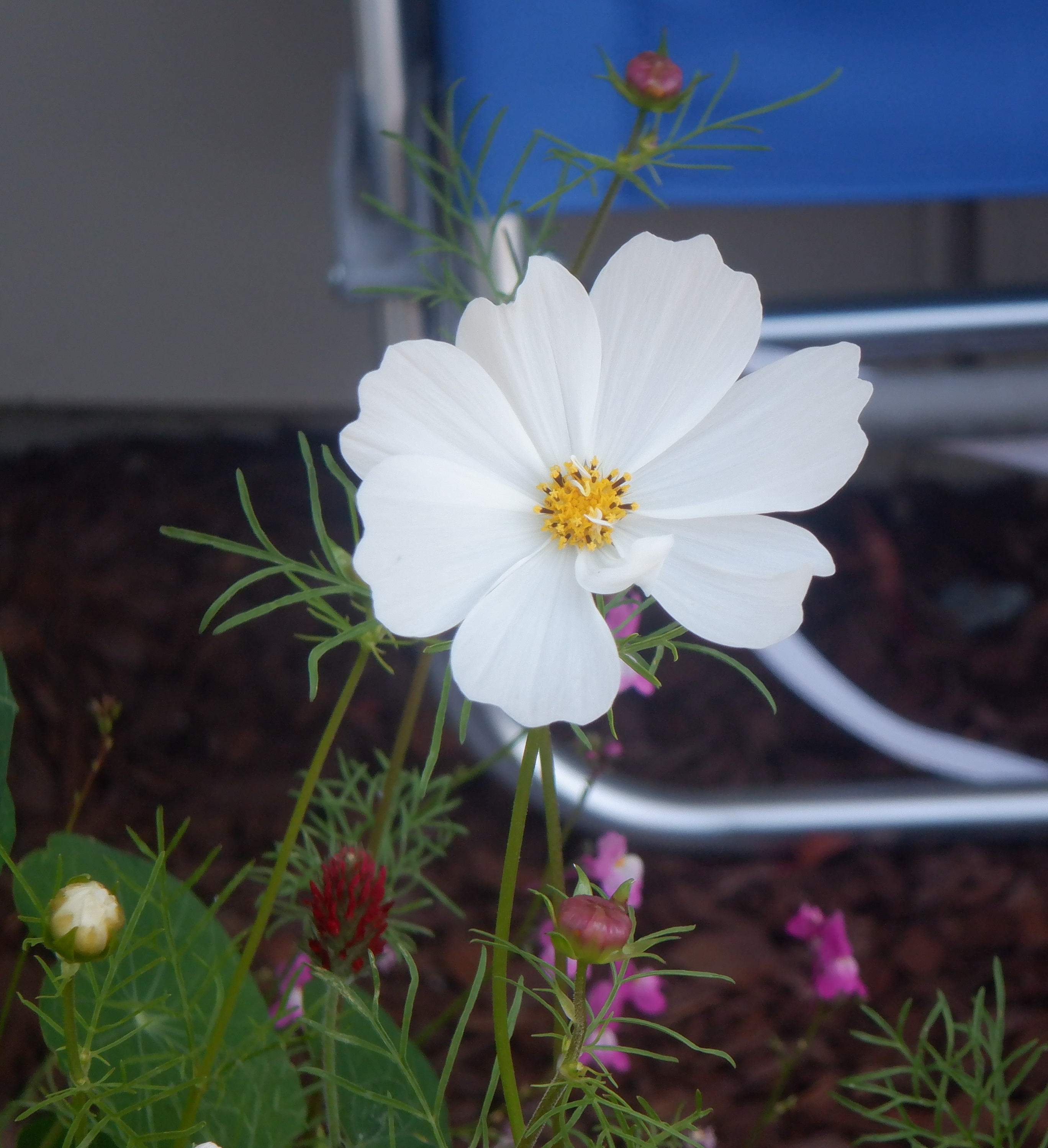 White Cosmos on my patio White Cosmos on my patio