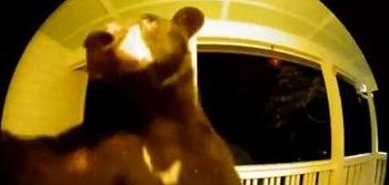 A bear is seen on a video camera ringing the doorbell of a resident in South Carolina. A bear is seen on a video camera ringing the doorbell of a resident in South Carolina.