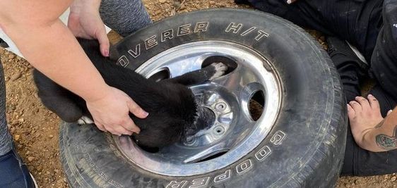 A firefighter in Savannah TN rescues a puppy in trouble on Monday morning.