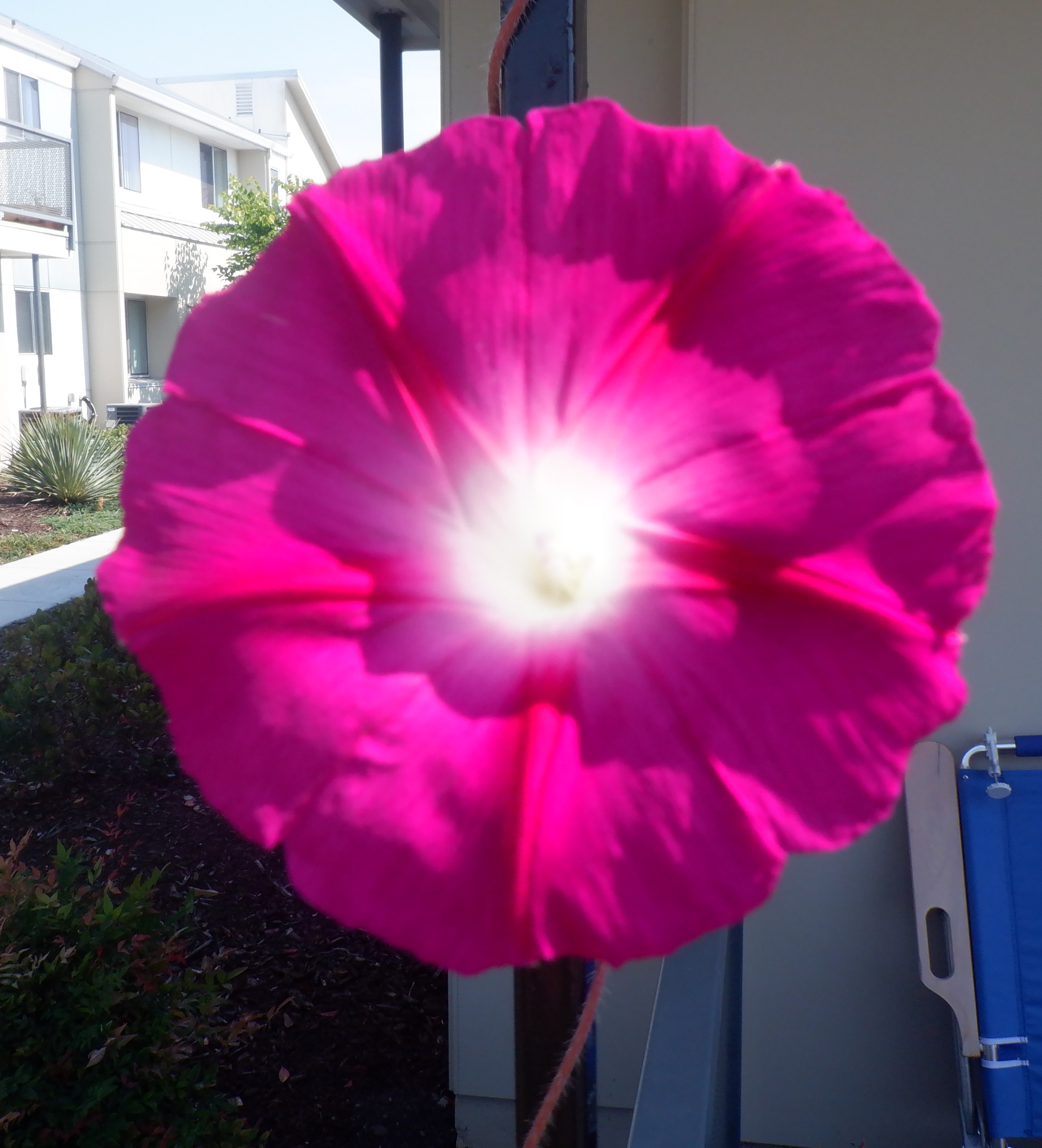 Photo I took of an open morning glory Photo I took of an open morning glory
