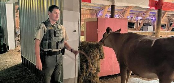 Bremer County Deputy Jackson Smith and Scarlet the cow Bremer County Deputy Jackson Smith and Scarlet the cow