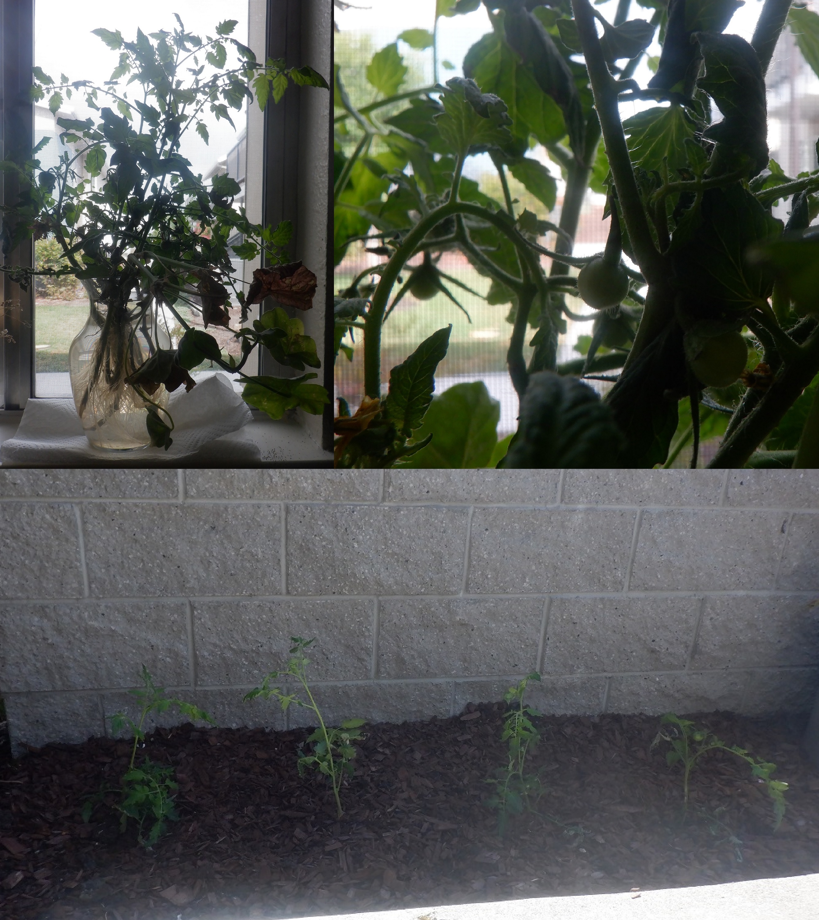 collage I made on Microsoft Paint with the tomato plant photos that I took. collage I made on Microsoft Paint with the tomato plant photos that I took.