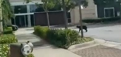 A cub seen at a shopping mall in Alpharetta Georgia 11 days ago. A cub seen at a shopping mall in Alpharetta Georgia 11 days ago.