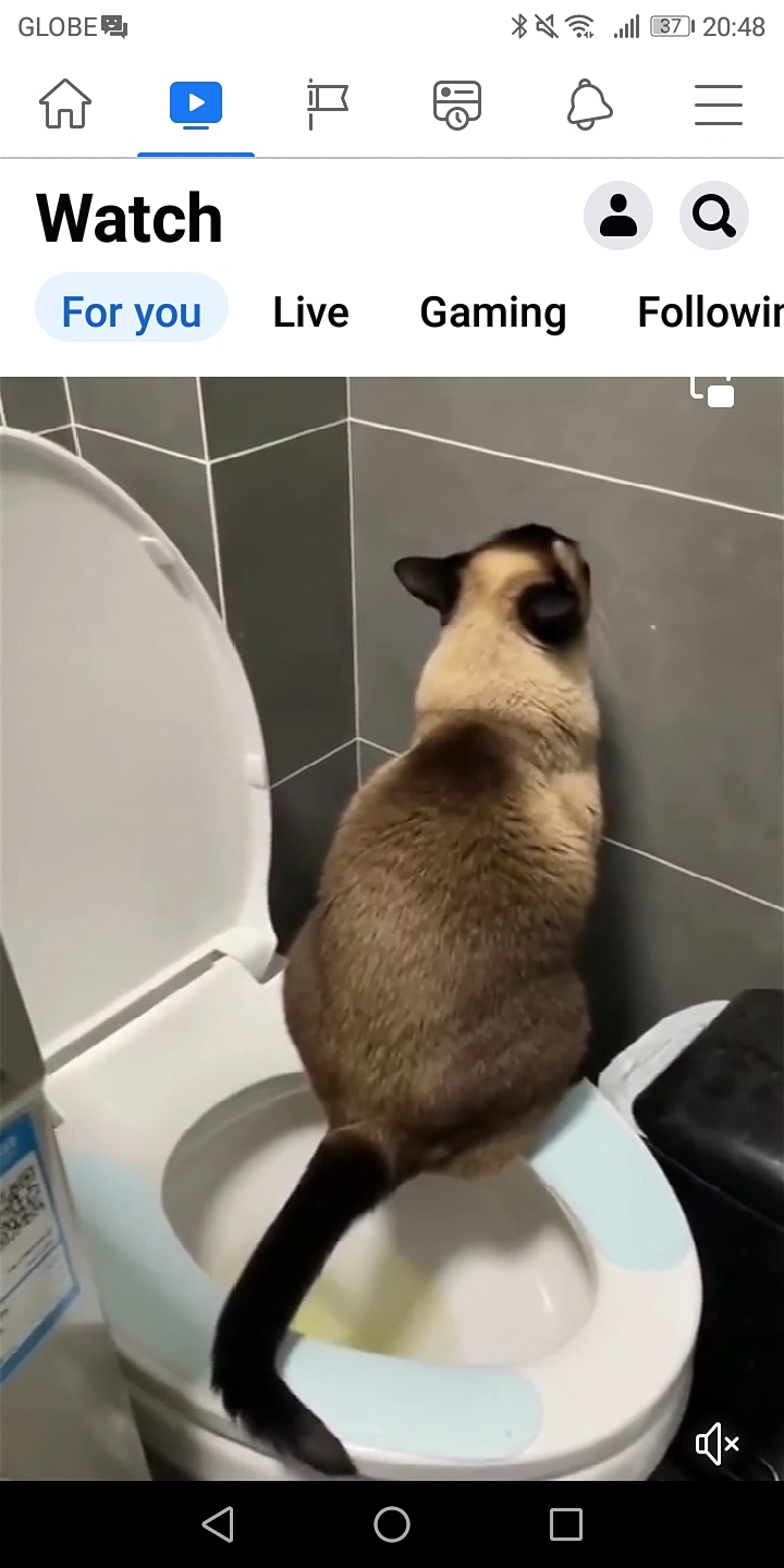 Cat pees in toilet bowl 