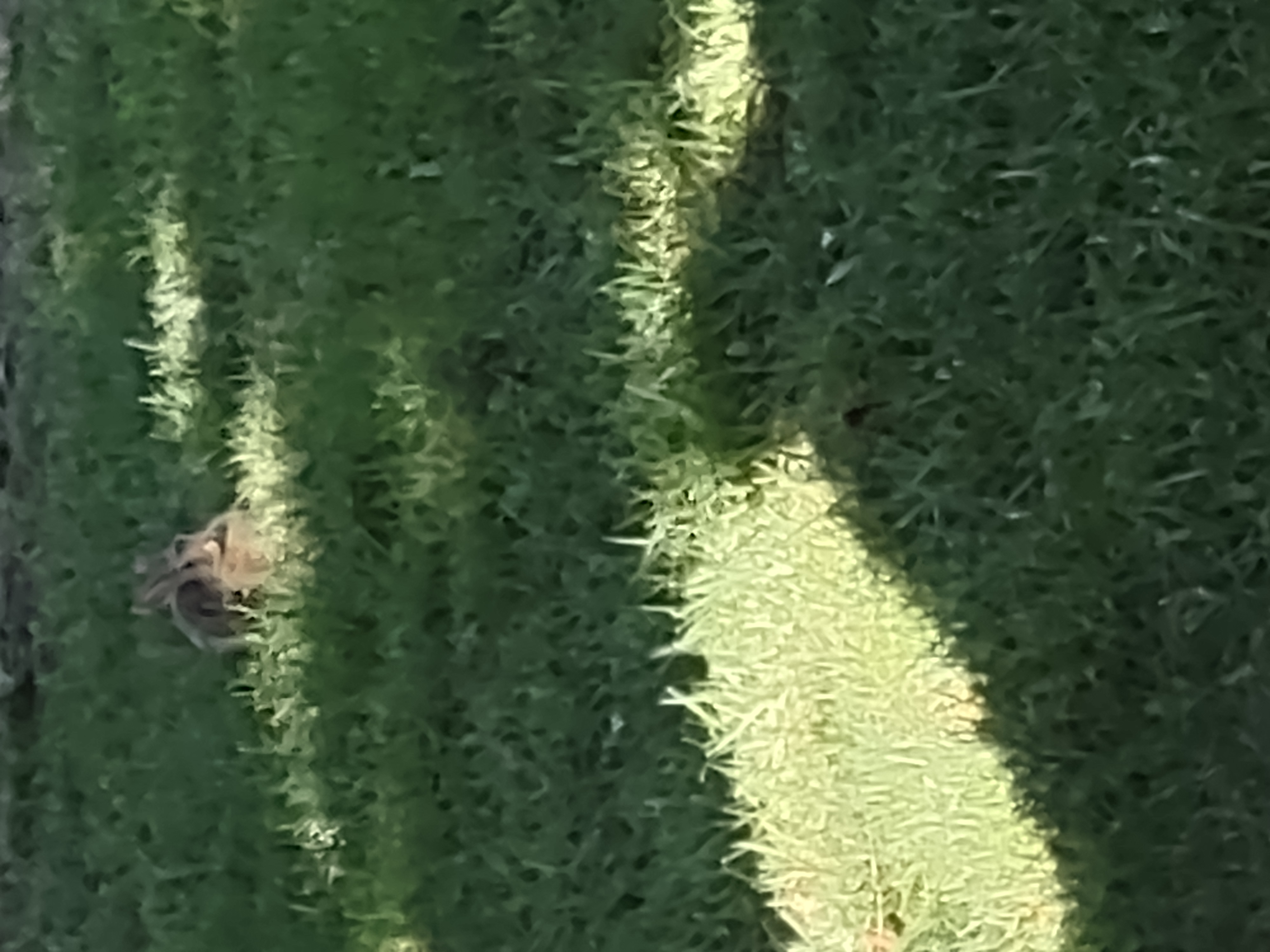 bunny hiding in the grass I took