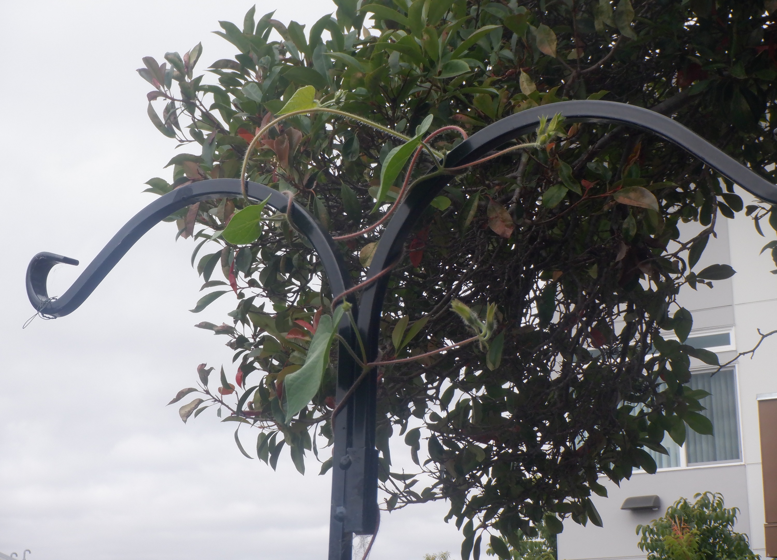 Photo I took of the Morning Glory vines at the top Photo I took of the Morning Glory vines at the top