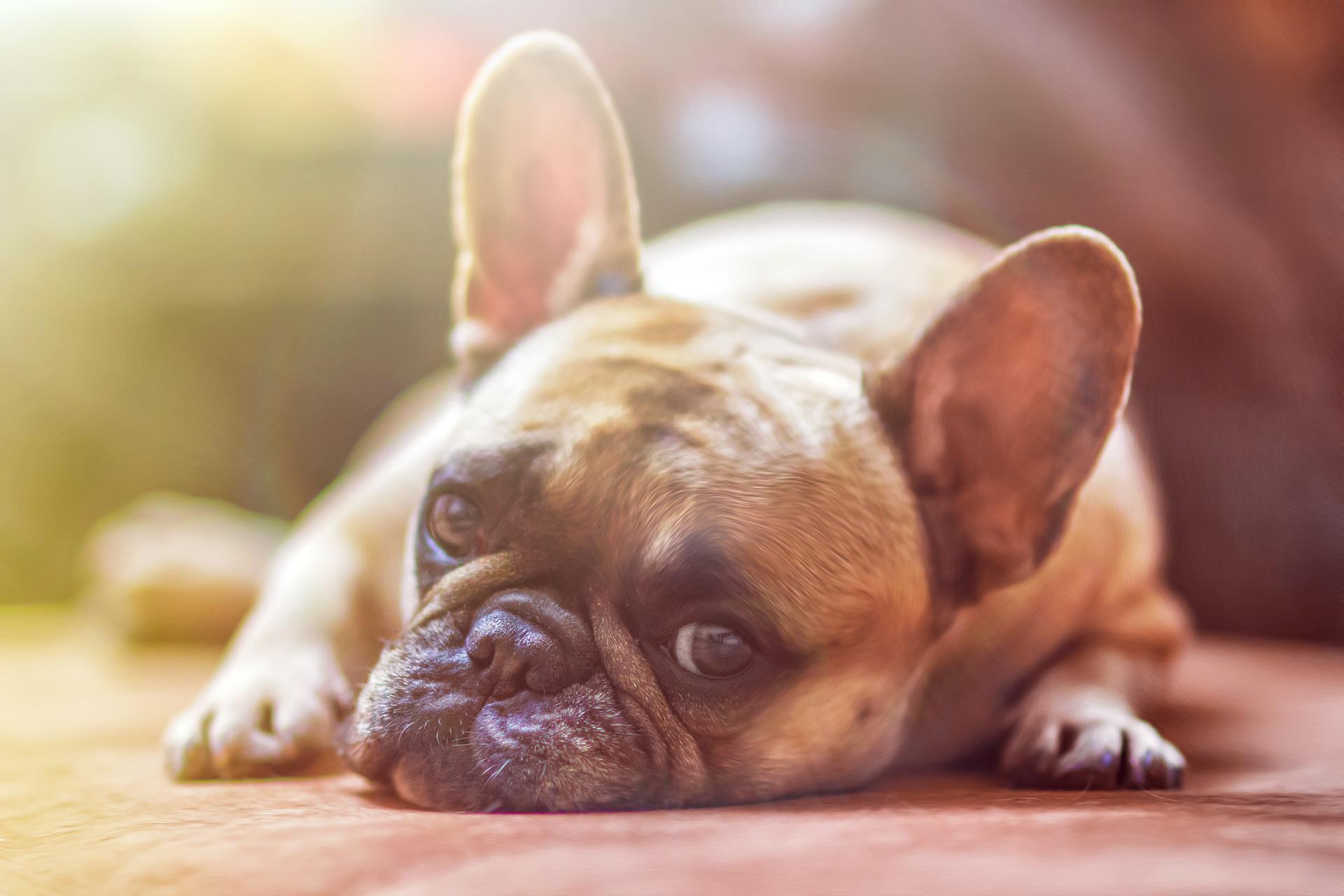 https://pixabay.com/photos/bulldog-dog-pet-animal-1224267/ https://pixabay.com/photos/bulldog-dog-pet-animal-1224267/