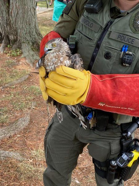 A hawk being taken care of by a Connecticut State Environmental Protection Agent. A hawk being taken care of by a Connecticut State Environmental Protection Agent.