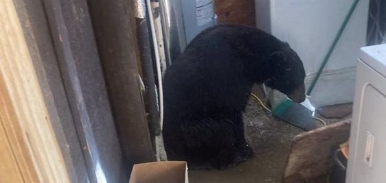A bear relaxes inside of a laundry room in California. A bear relaxes inside of a laundry room in California.