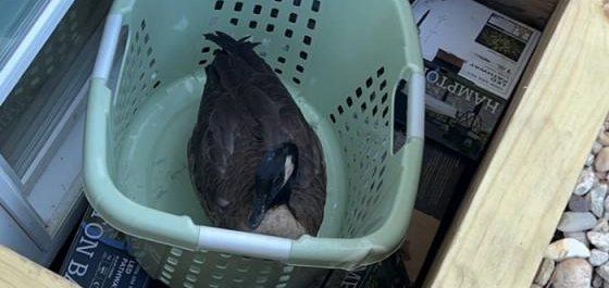 A goose trapped in a window well in New York A goose trapped in a window well in New York
