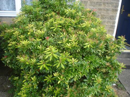 my bush - dont you think i have the most amazing bush you have ever seen???????/