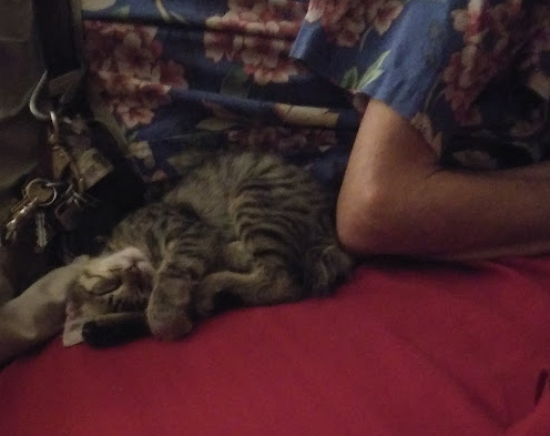 Bitty was very tired Bitty was very tired