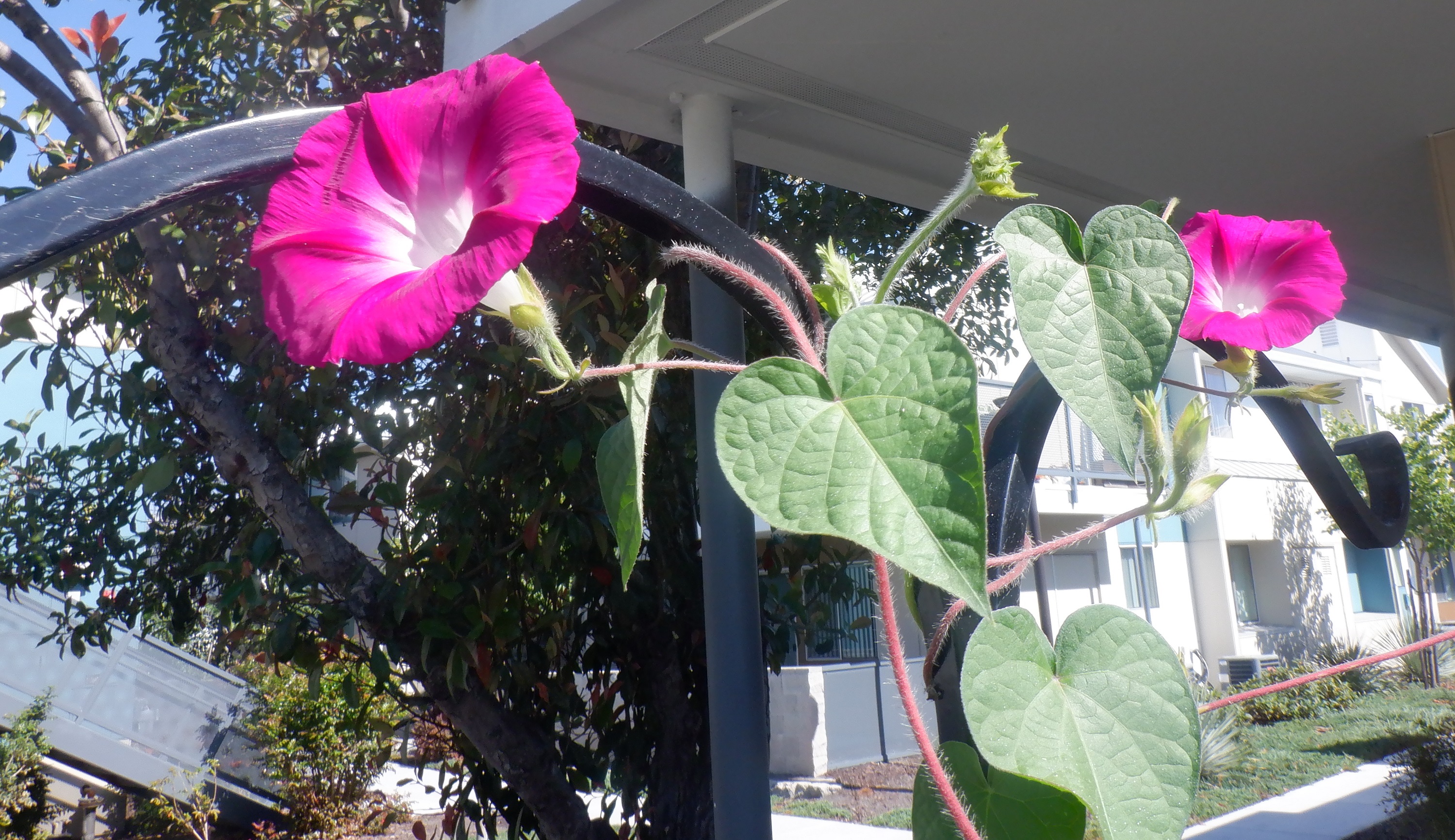 Photo of morning glories at the top of the shepherd&#039;s pole 8-15-21