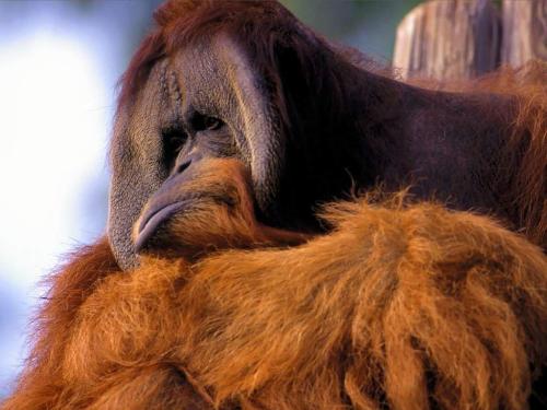 Orangutan, Looking Sullen - Orangutan, Looking Sullen