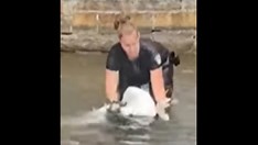 Officer Hitschler rescuing a swan who was tangled in a fishing line in Massachusetts. Officer Hitschler rescuing a swan who was tangled in a fishing line in Massachusetts.