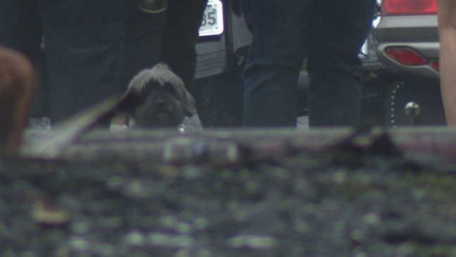 Terrier dog Bear saves the life of his two owners by barking to wake them up during a fire. Terrier dog Bear saves the life of his two owners by barking to wake them up during a fire.