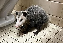 An opossum sighting in a girls bathroom in Florida on Wednesday morning. An opossum sighting in a girls bathroom in Florida on Wednesday morning.