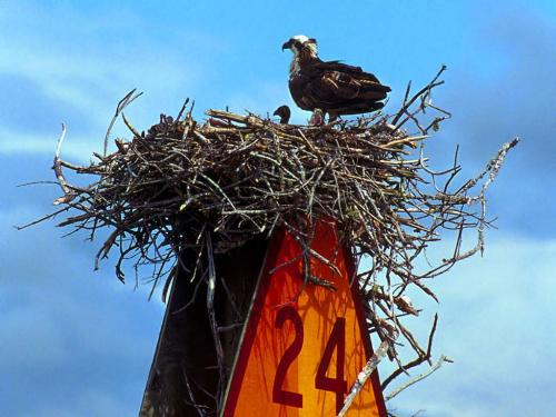 Osprey On Nest, 10,000 Islands, Florida - Osprey On Nest, 10,000 Islands, Florida