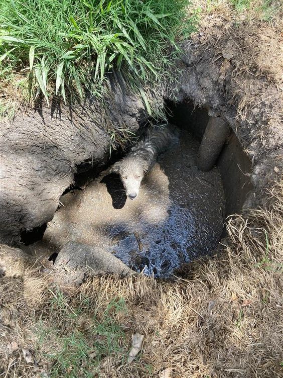 A small puppy trapped in a sinkhole in Texas. A small puppy trapped in a sinkhole in Texas.