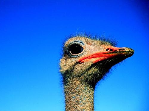 Ostrich, Africa - Ostrich, Africa