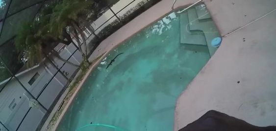 Alligator sighting inside of a swimming pool in Florida on Thursday.