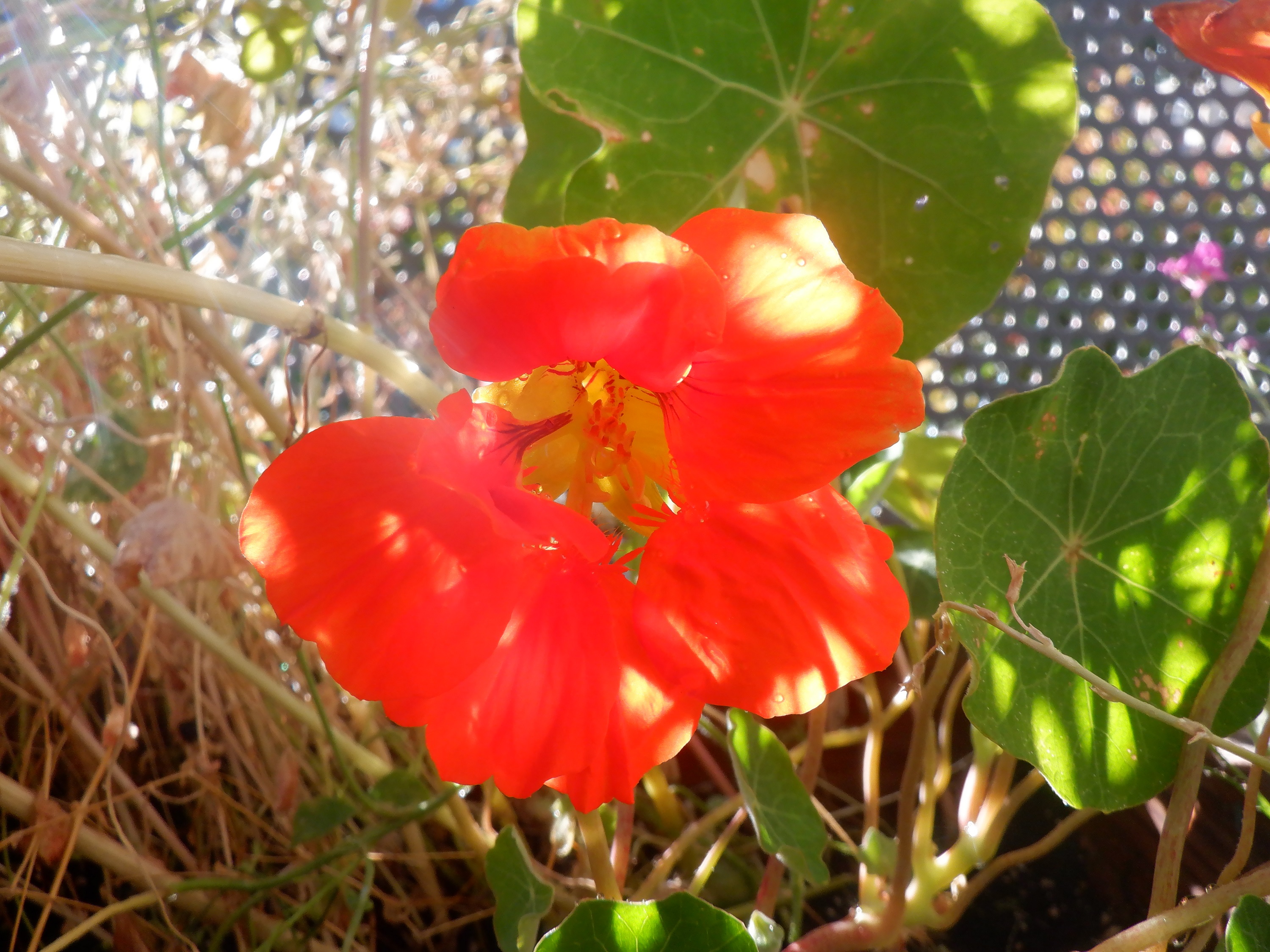 Photo I took of a nasturtium growing out front Photo I took of a nasturtium growing out front