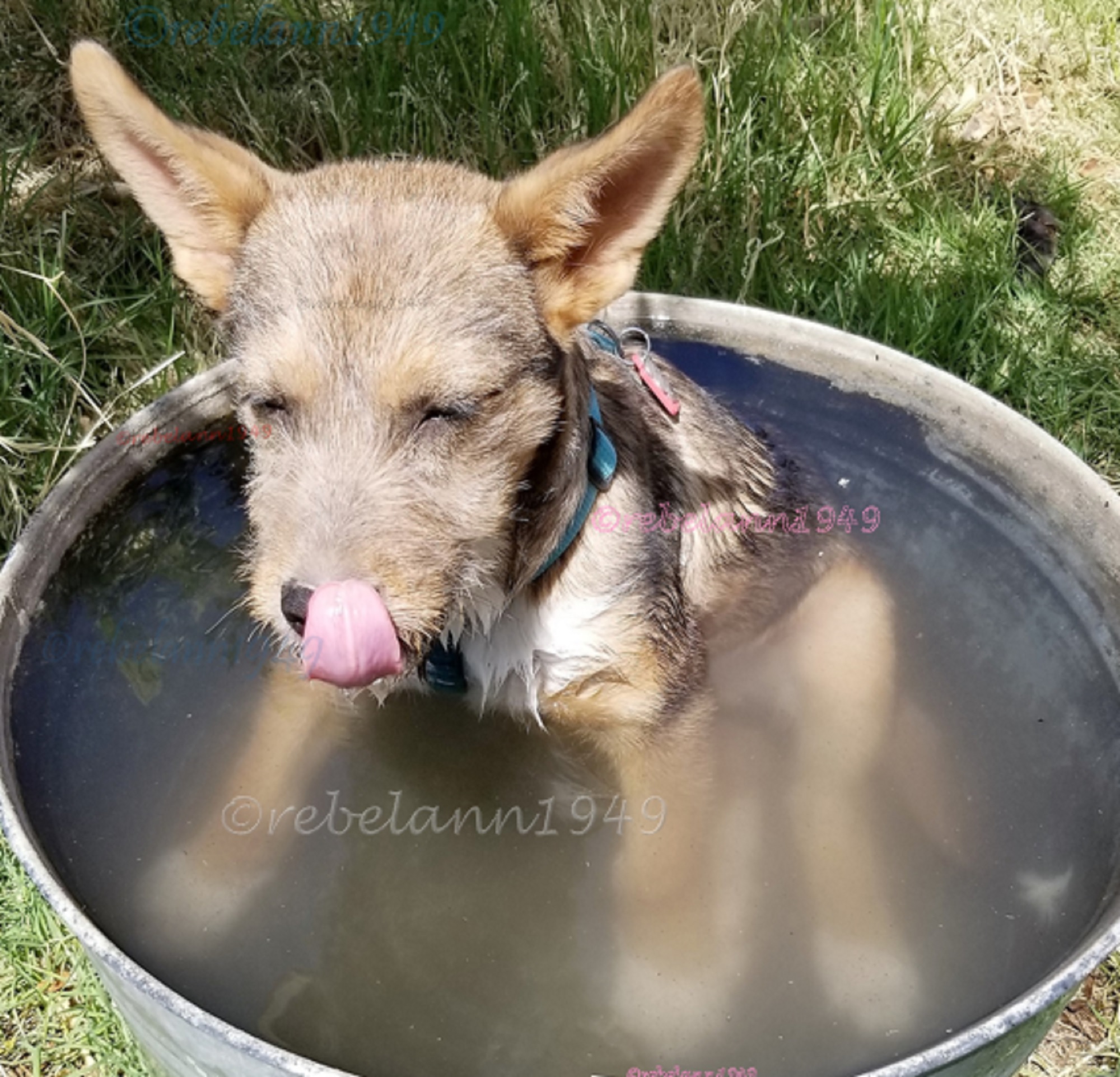 On April 21, 2021 Roscoe was only 14 and a half weeks old. It was too warm so he jumped in the tub and sat down