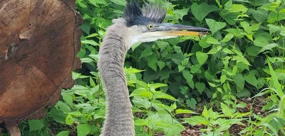 A blue heron that was trapped in the weeds in the forest in Pittsburgh. A blue heron that was trapped in the weeds in the forest in Pittsburgh.