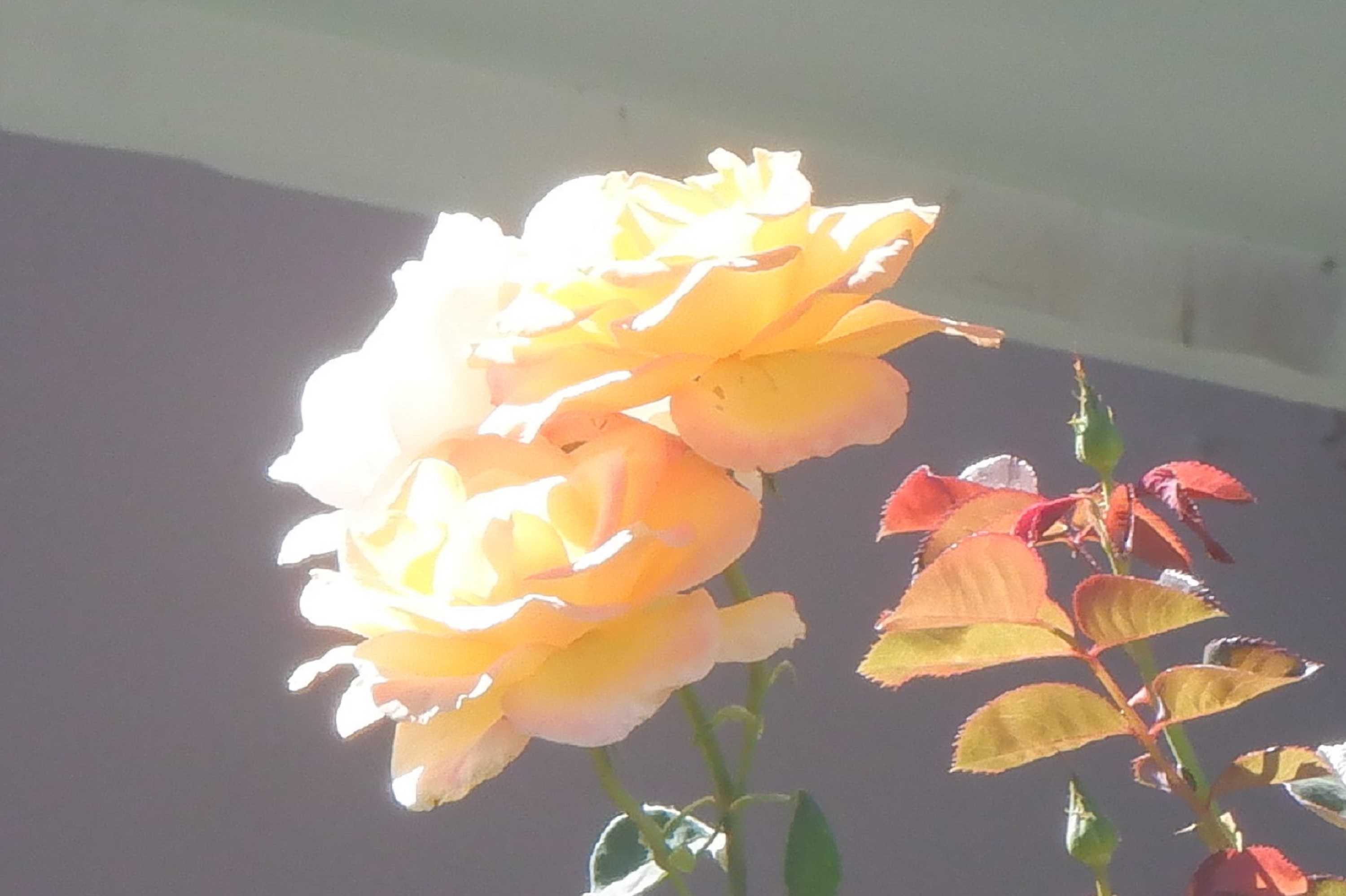 Photo taken by me Photo taken by me