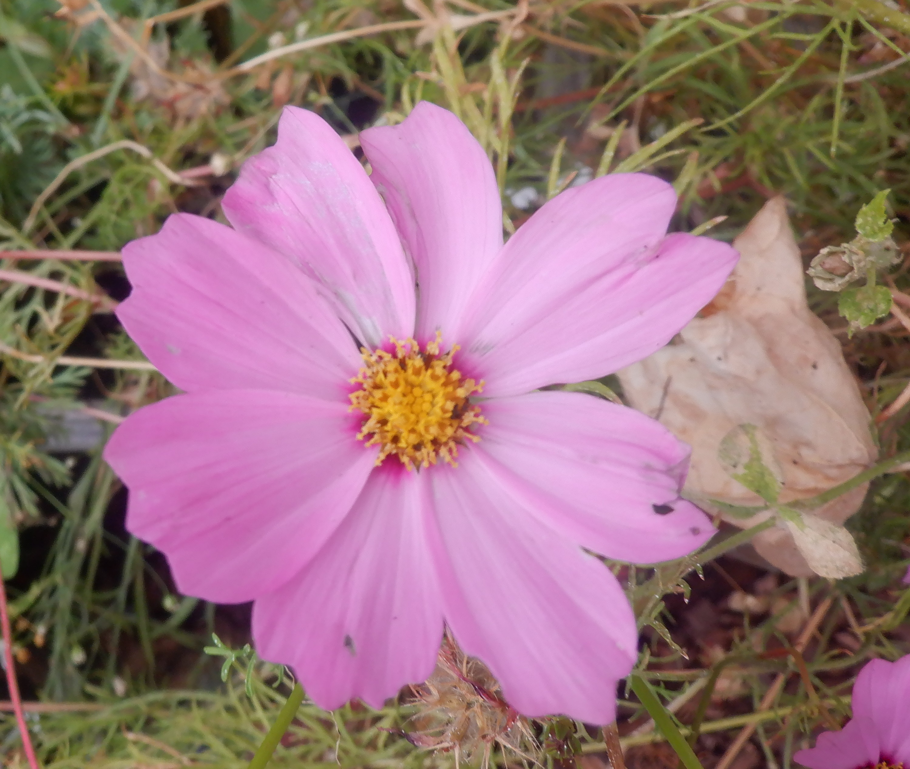 Photo I took of one of my Cosmos yesterday Photo I took of one of my Cosmos yesterday