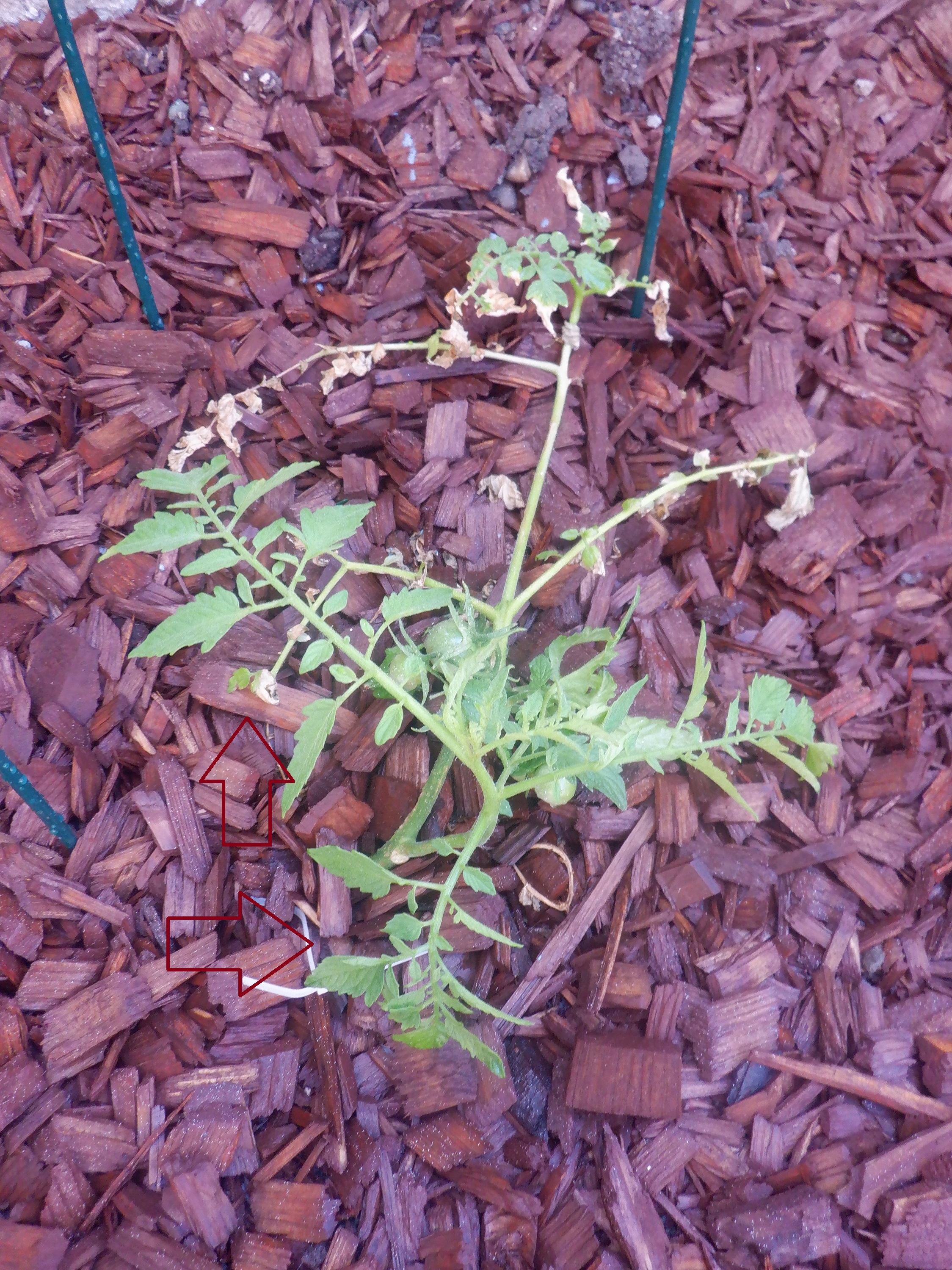 Photo I took of the tomato plant with new growth Photo I took of the tomato plant with new growth