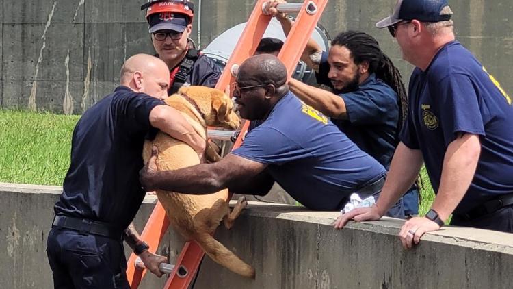 Port Arthur firefighters rescue a dog who was at the bottom of an empty reservoir.