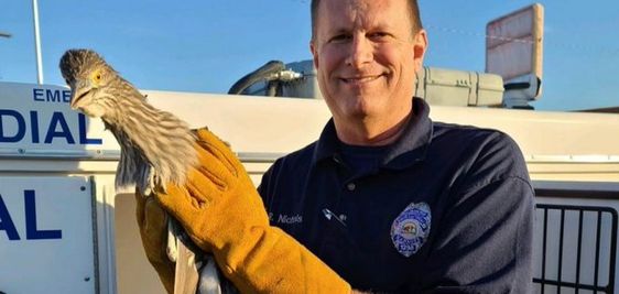 North Las Vegas Animal Protection employee with a roadrunner in North Las Vegas North Las Vegas Animal Protection employee with a roadrunner in North Las Vegas