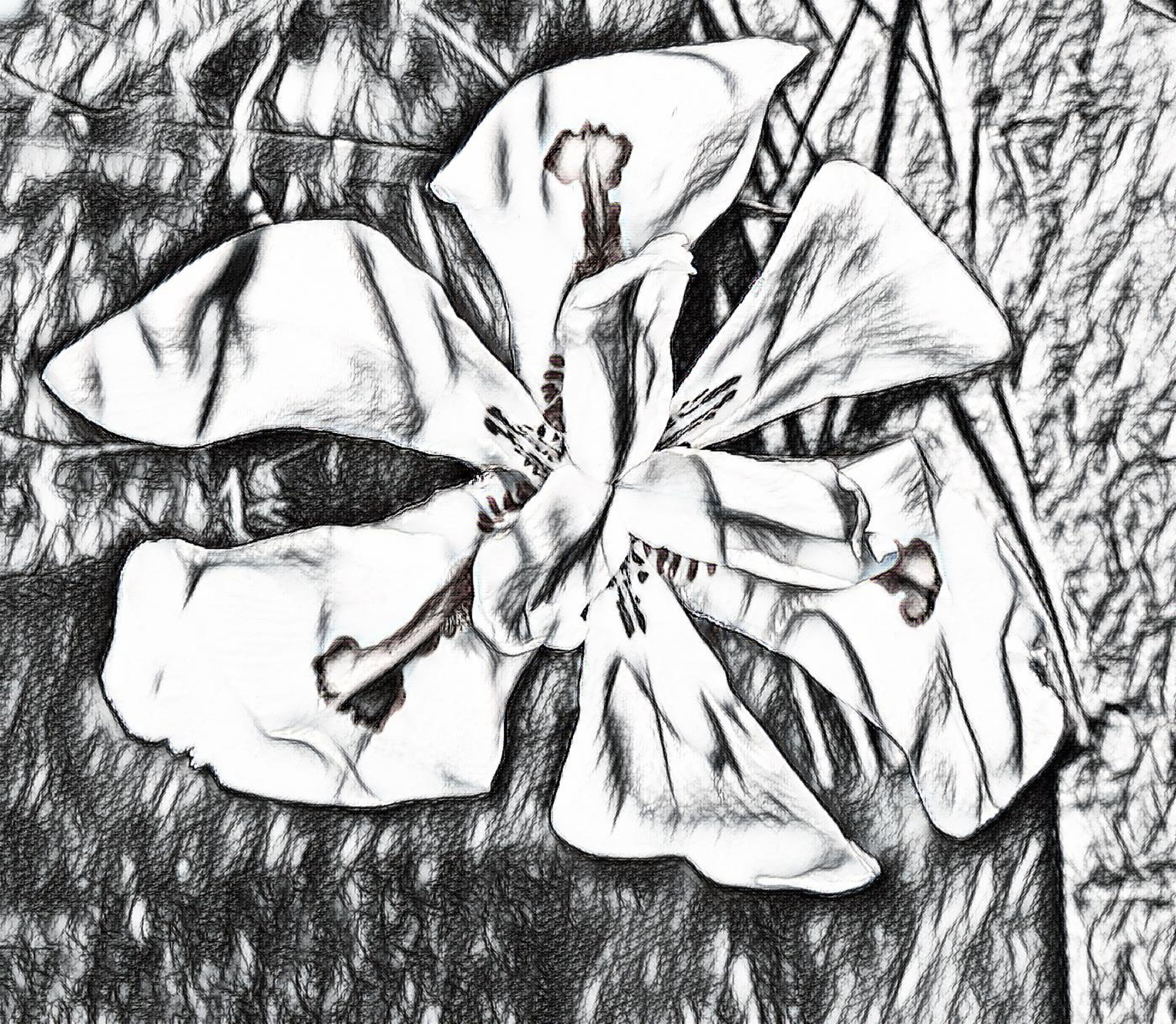 Photo taken by me with Sketch 2 effect on LunaPic.com Photo taken by me with Sketch 2 effect on LunaPic.com