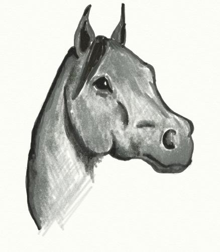 horse head drawing - drawing of a horse head