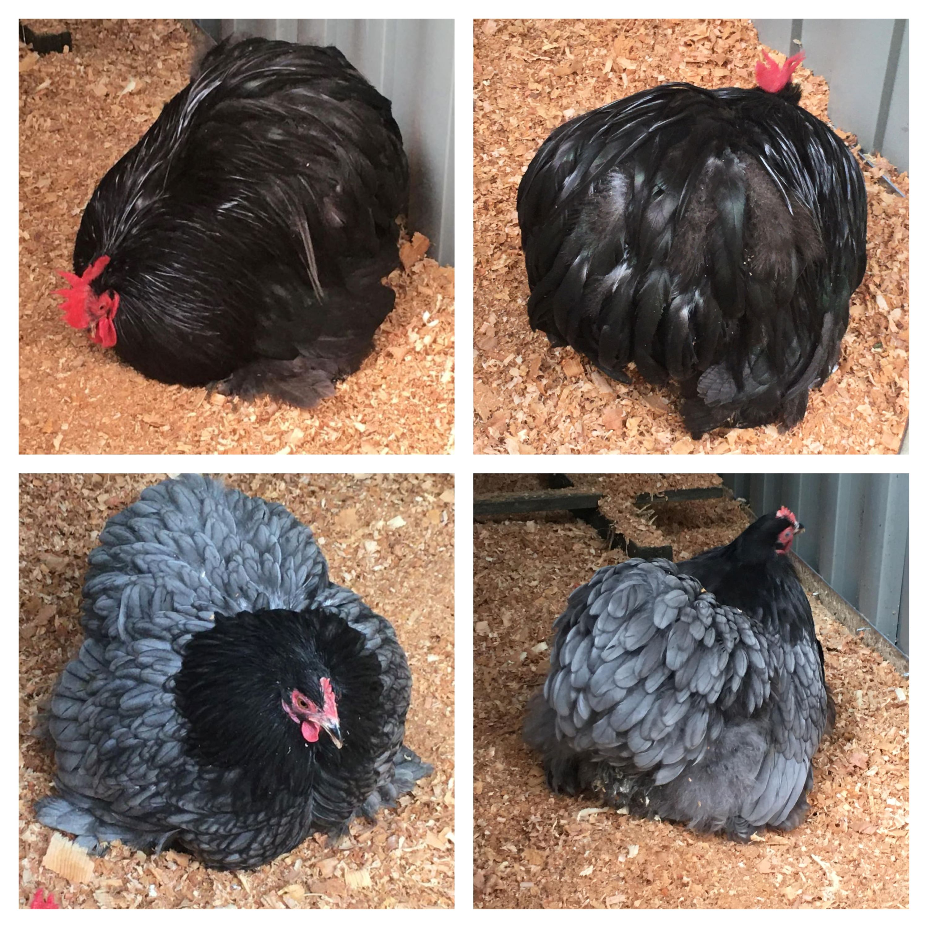 Pekin Bantams