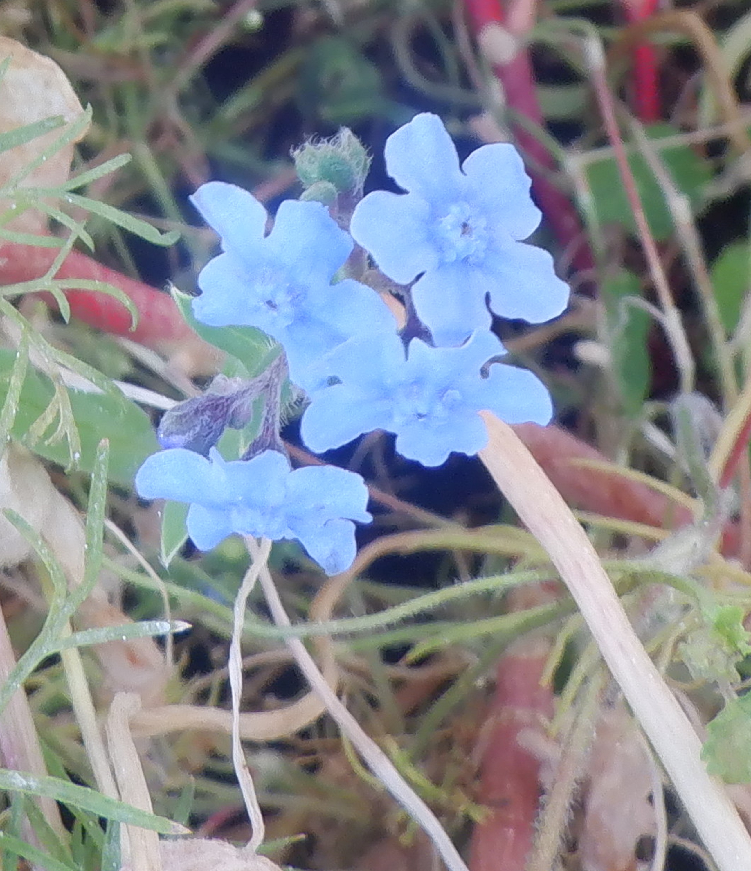 Little blue flowers in the planterbox Little blue flowers in the planterbox