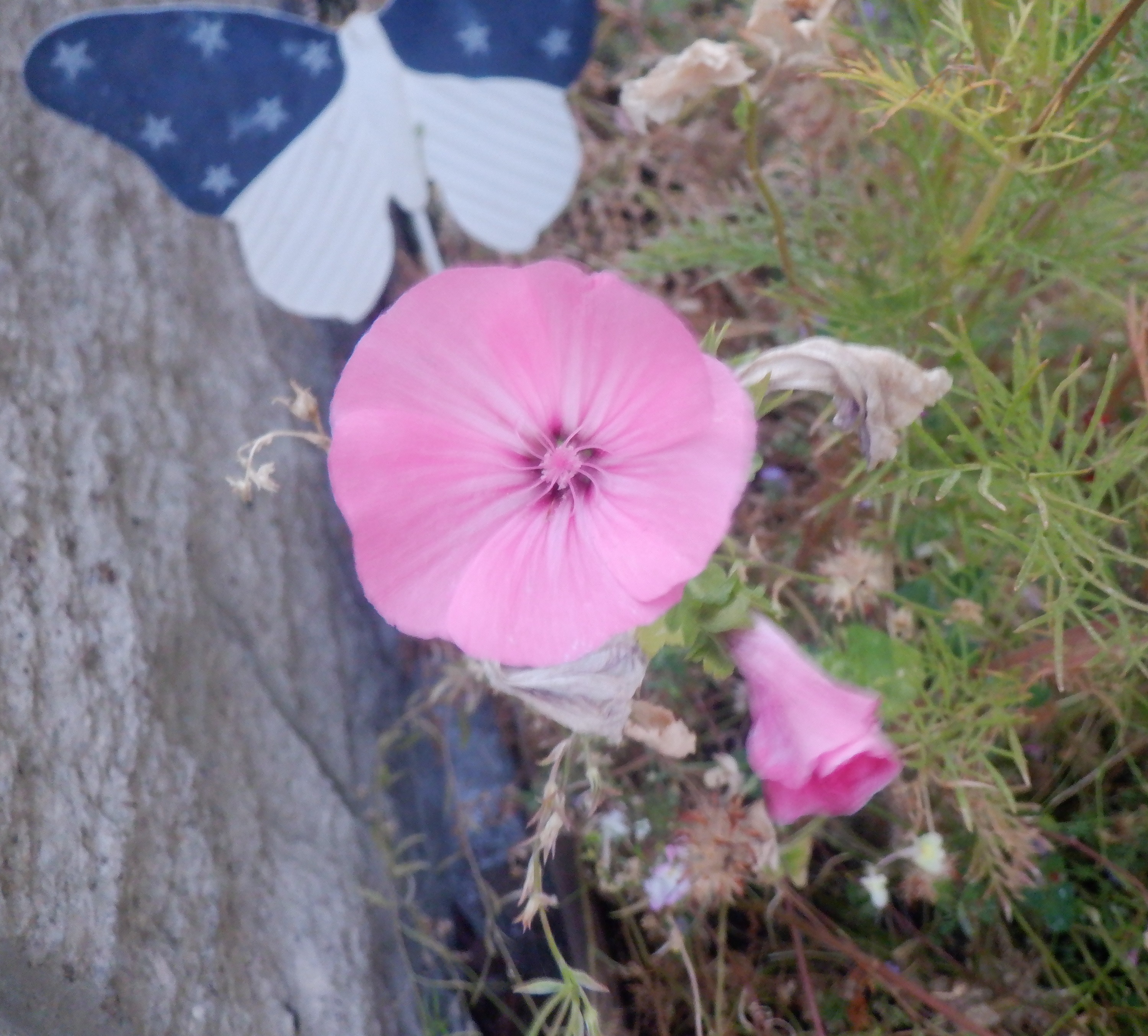Flower from the garden this evening