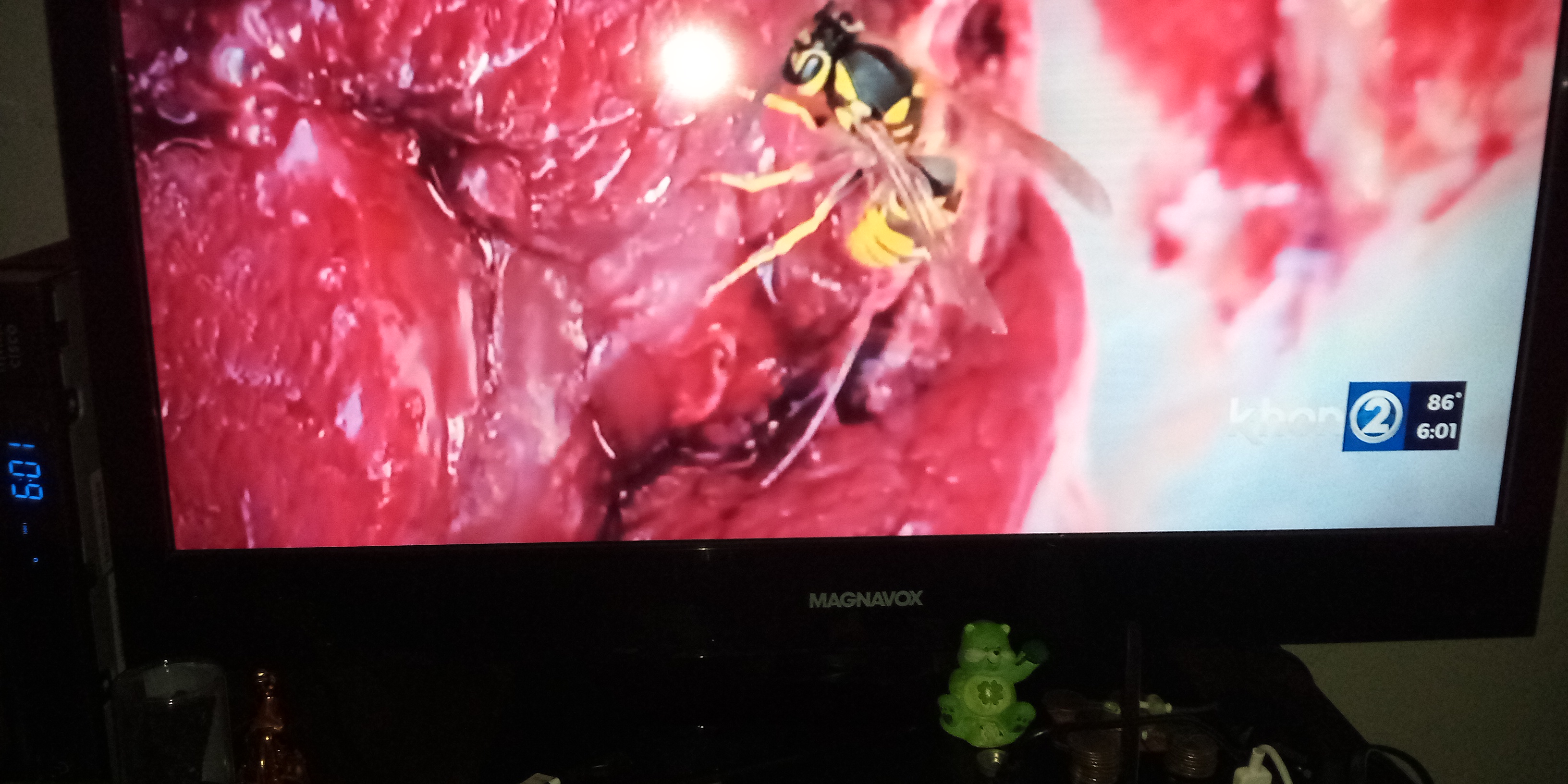 As Khon2 news reported carnivorous wasp in tv news 39, Aug. 2022. As Khon2 news reported carnivorous wasp in tv news 39, Aug. 2022.