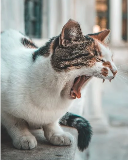 He Never Showed Up / myLot