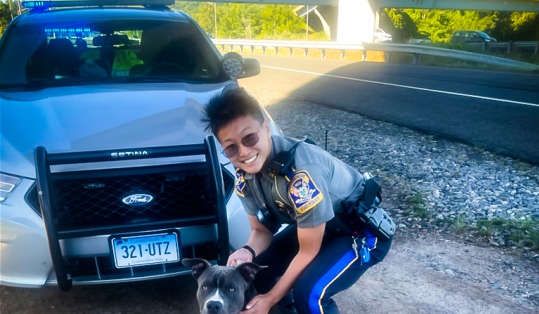 A lost dog rescued by Connecticut trooper Stella on Friday. A lost dog rescued by Connecticut trooper Stella on Friday.