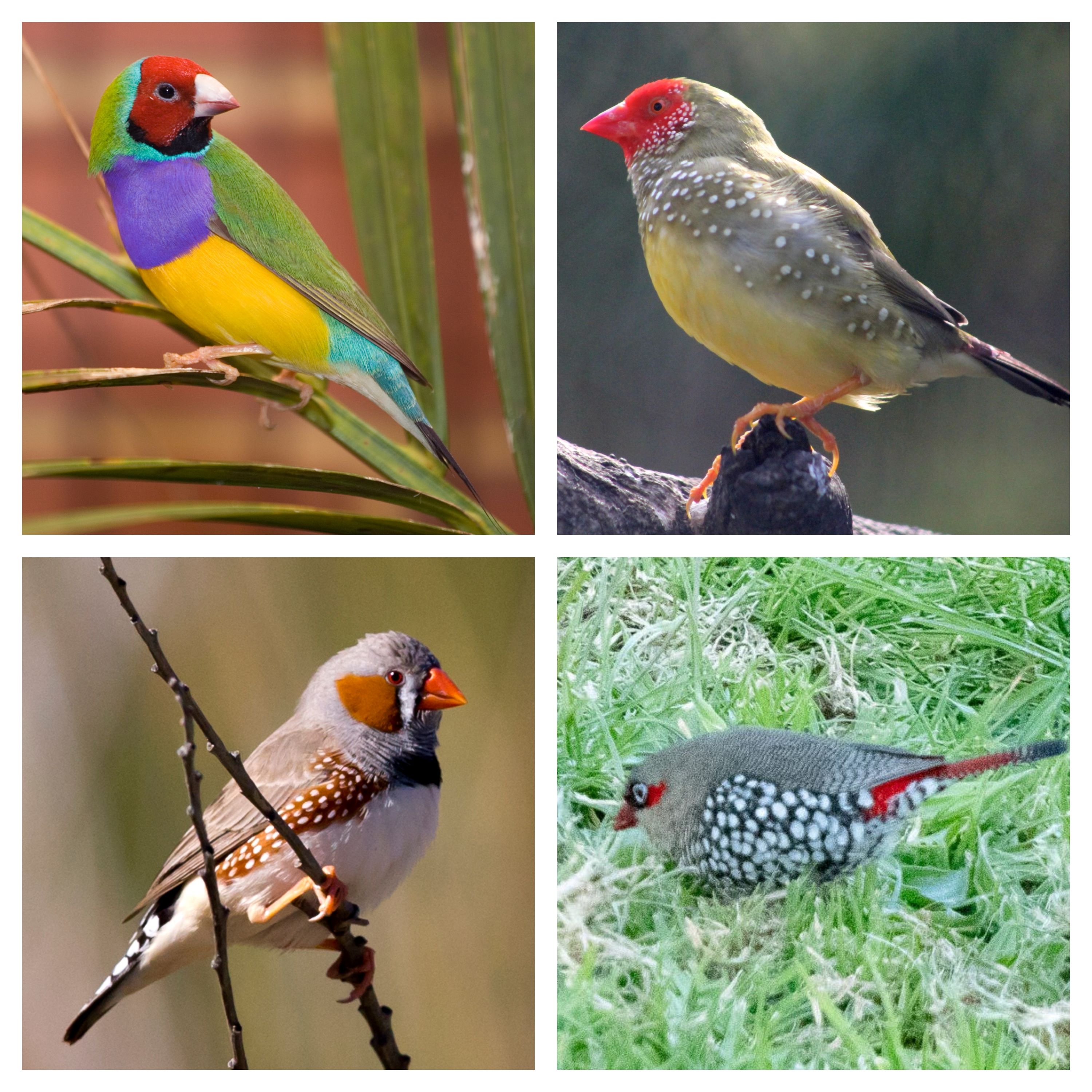 Gouldian, star, zebra, and red-eared firetail finches