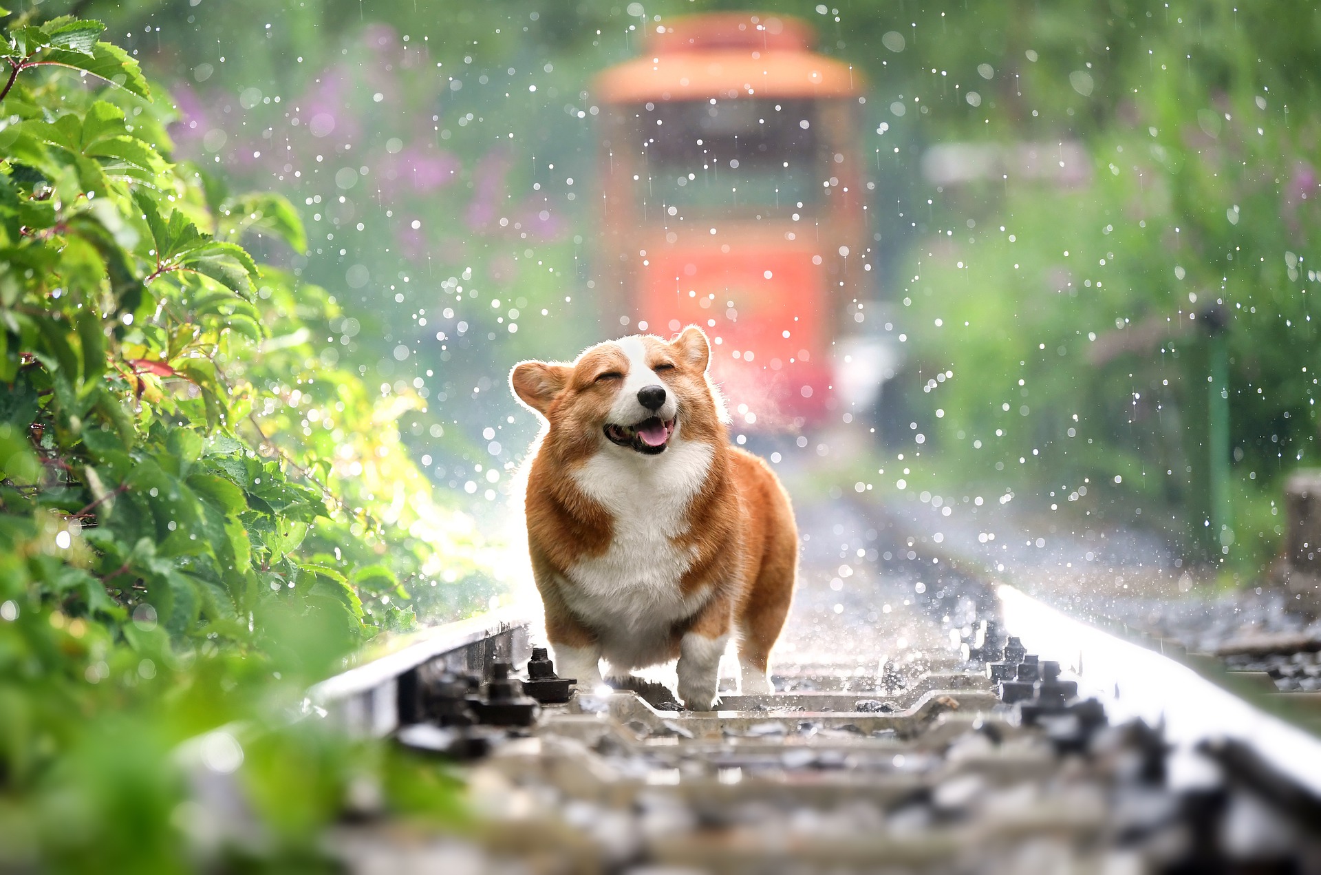 https://pixabay.com/photos/corgi-dog-pet-canine-rain-animal-4415649/ https://pixabay.com/photos/corgi-dog-pet-canine-rain-animal-4415649/