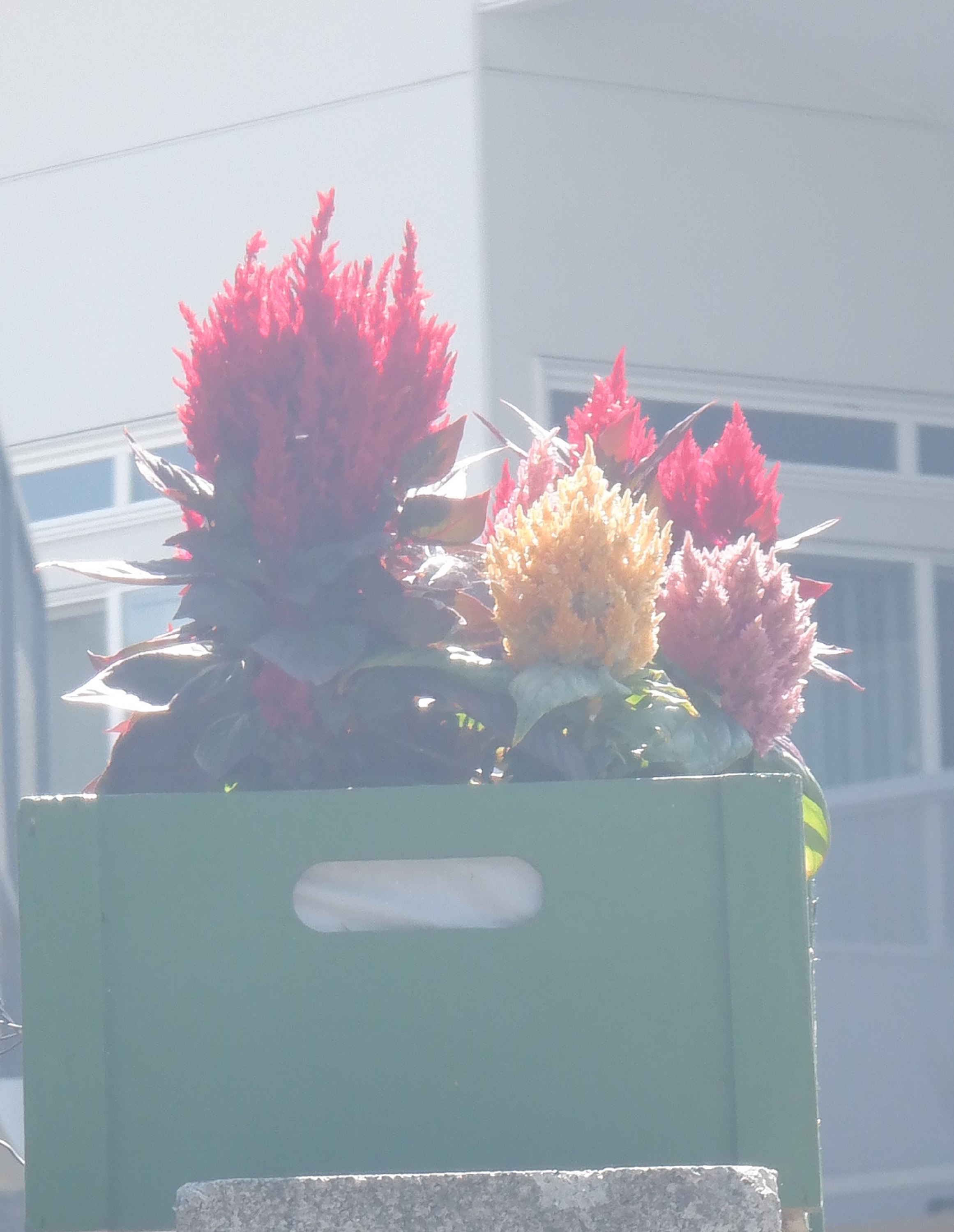 Flowers on a neighbor&#039;s patio wall