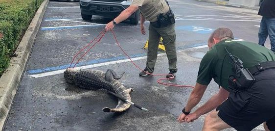 Wildlife officials getting ready to capture a loose alligator in Spring Hill Florida.