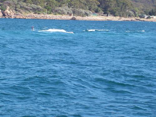 Nelson Bay - Nelson Bay at Port Stephens, theres even some dolphins in the water there
