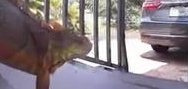 A large iguana sighting in Marco Island home of Sheri Sotheby A large iguana sighting in Marco Island home of Sheri Sotheby