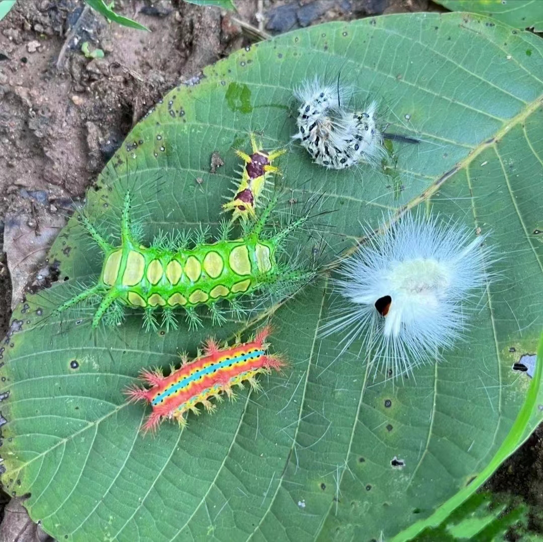 caterpillar caterpillar