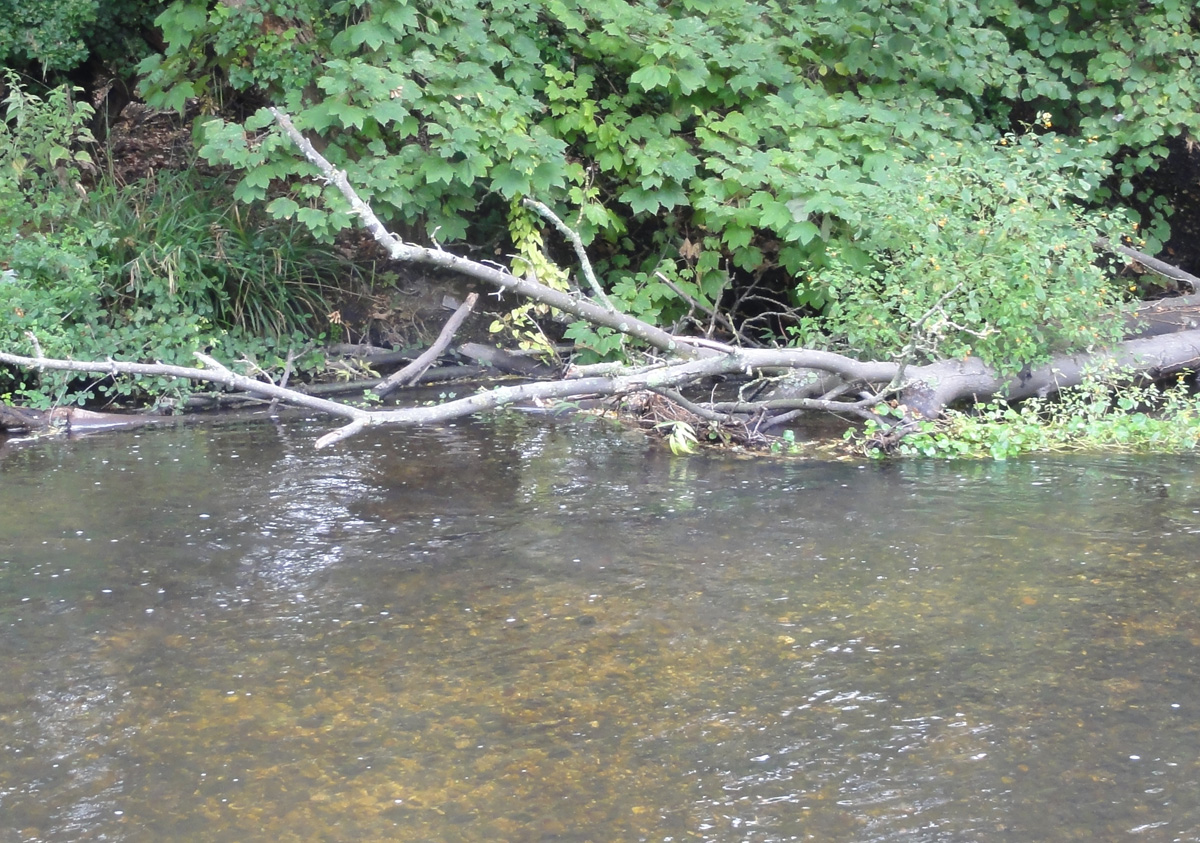 Kingfisher Perch Kingfisher Perch