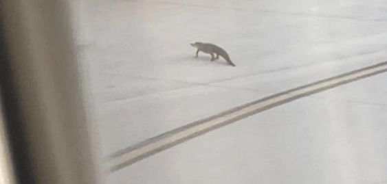 An alligator seen at a taxiway in Charleston South Carolina. An alligator seen at a taxiway in Charleston South Carolina.